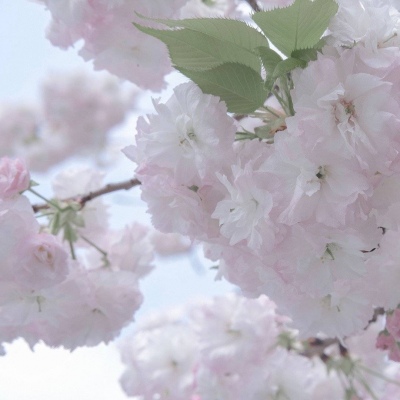 兽设黄昏场景创作福瑞交流群